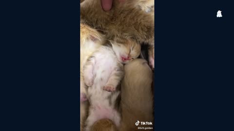 Cute cats baby fat mat lat