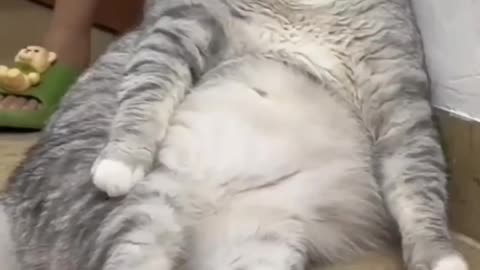 Billu funny video