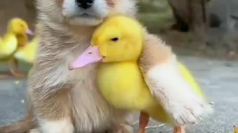 Adventures of a Pup and a Cute Duckling