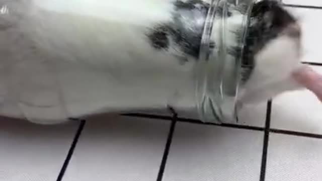 Hamster Funny Moments Of The Animals