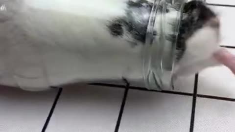 Hamster Funny Moments Of The Animals