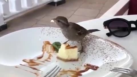 The most beautiful view of human-animal friendship