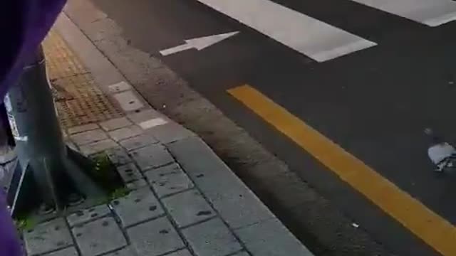 Pigeons in a car accident