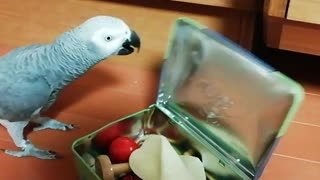 Smart parrot knows how to open up his toy box