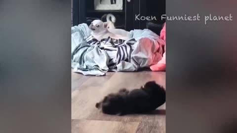 Funny Dogs And Cats Videos 2023 😅 - Best Funniest Animal Videos Of The week #1