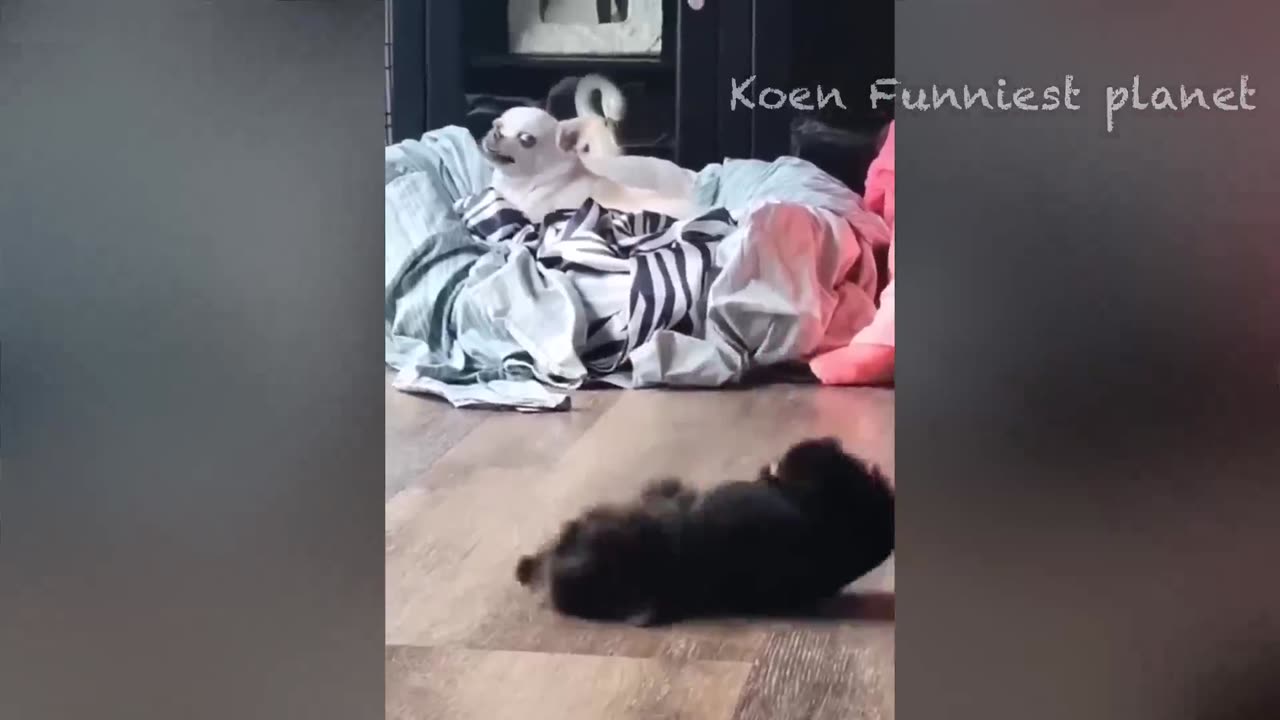 Funny Dogs And Cats Videos 2023 😅 - Best Funniest Animal Videos Of The week #1