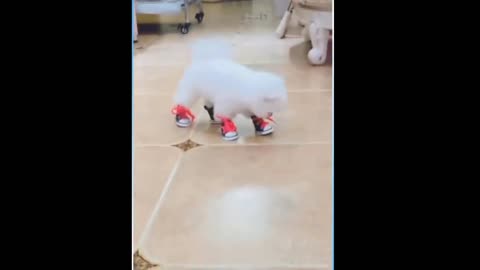 Dog and cats funny moments video