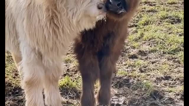 The cow