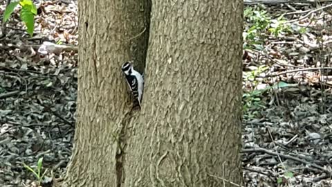 Woodpecker is climbing a tree