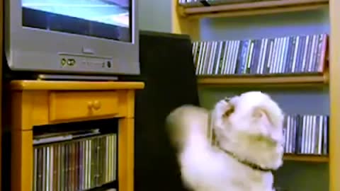 Even animals play football (smart funny animals)