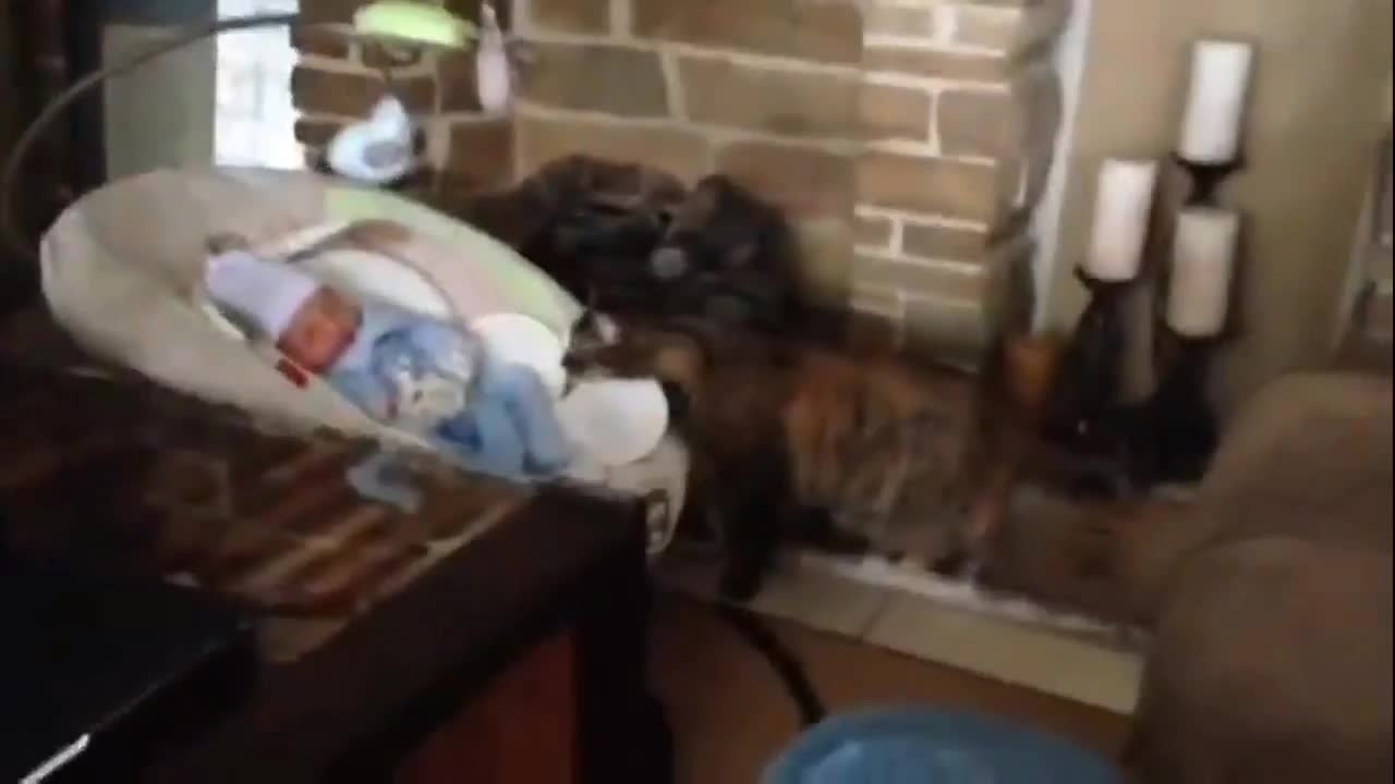 baby and cat together what happens? compilation