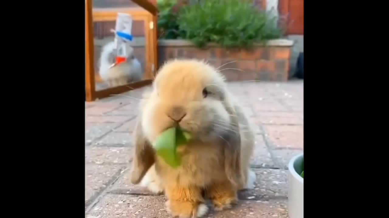 Cute baby rabbit dinner time so cute.. OMG