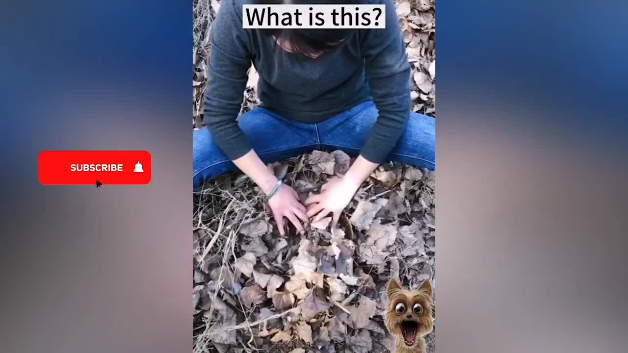 Adorable and funny pets vedio most satisfying to watch