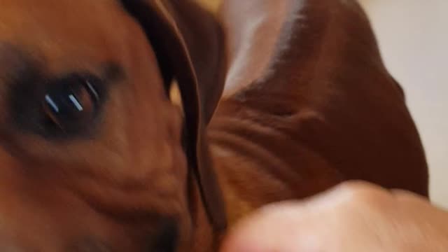 Rhodesian Ridgeback Takes A Chew