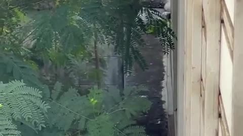 Huge Snake Slithers Along Stone Wall