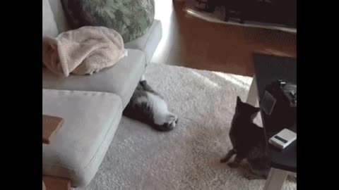 Pets That Will Absolutely Brighten Up Your Holy Day