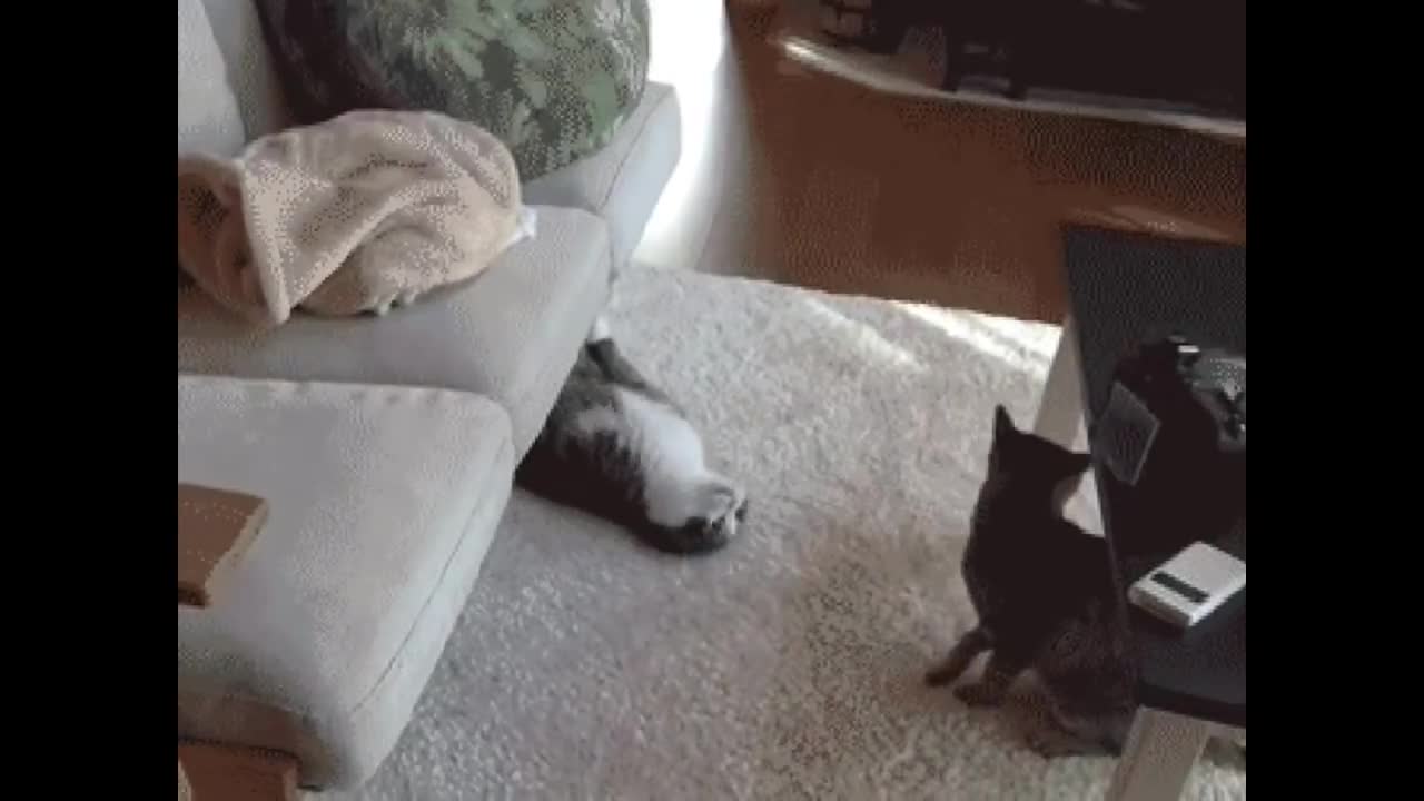 Pets That Will Absolutely Brighten Up Your Holy Day