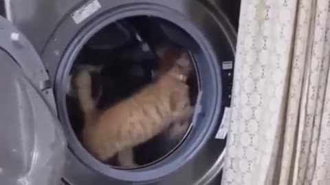 marathon cat