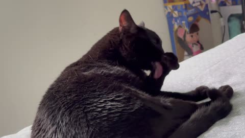 Cute Precious Piper Demonstrates Her Beauty Regimen - Adopting a Cat from a Shelter Vlog