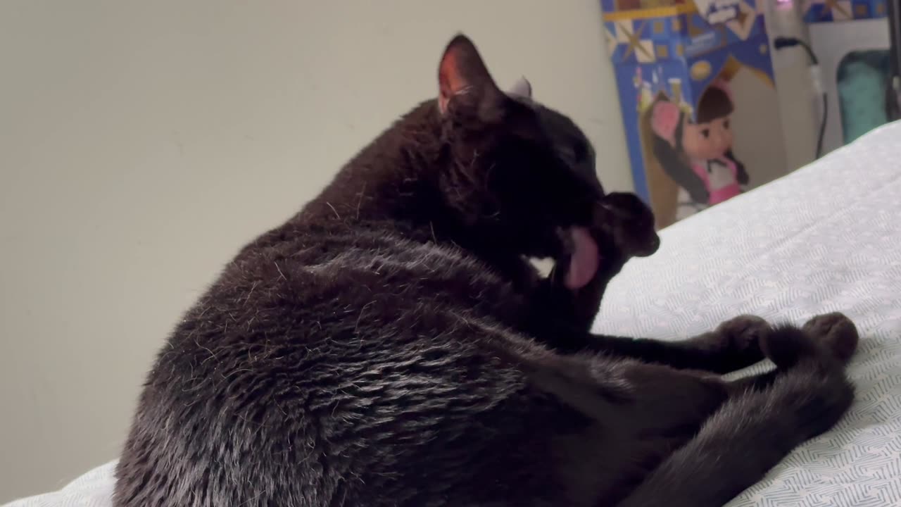 Cute Precious Piper Demonstrates Her Beauty Regimen - Adopting a Cat from a Shelter Vlog