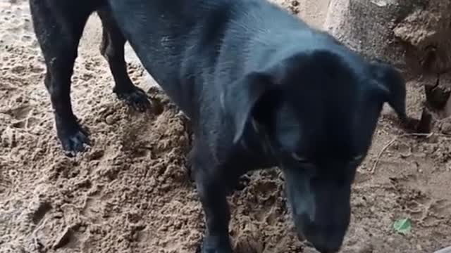 Sympathetic dog shares difficulties with the owner