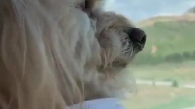 puppies so funny golden retriever