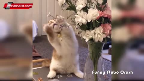 Cute & Funny animals