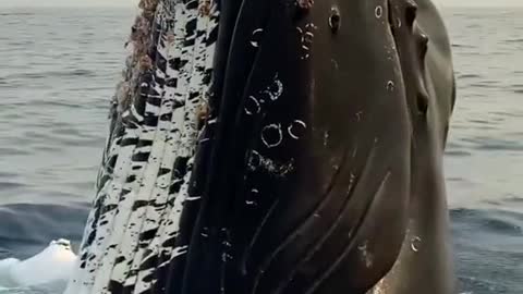 Giant whale