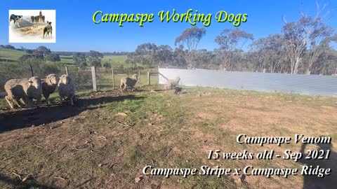 Campaspe Venom - 15 wks - Campaspe Stripe x Campaspe Ridge