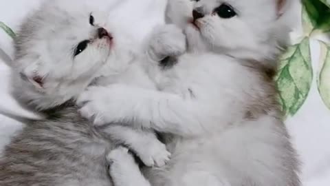 Very cute kittens ❤️
