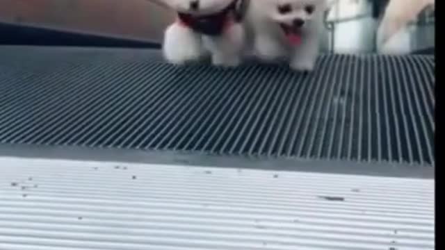 CUTE PUPPIES PLAYING TOGETHER CUTE AND FUNNY MOMENTS #SHORTS