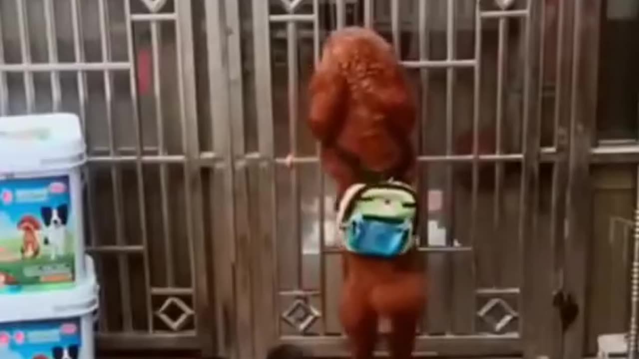 Funny Dog Videos Creative Commons | No Copyrights