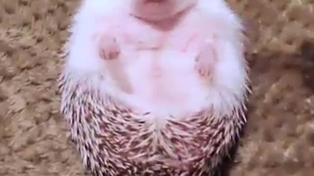 Hedgehog eating 🦔