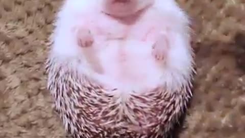 Hedgehog eating 🦔