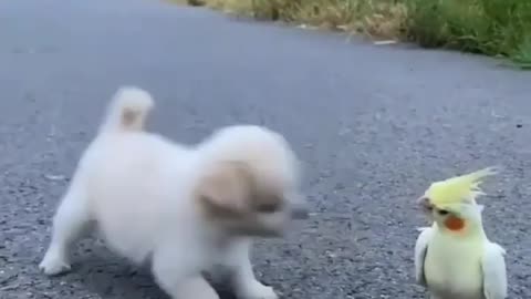 dogs beby fun pareai