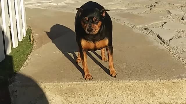 dog unable to get up cozz he is fat