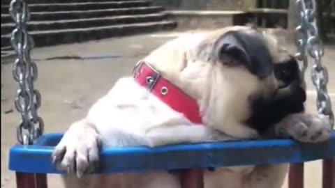 Funny Pets Moment #43