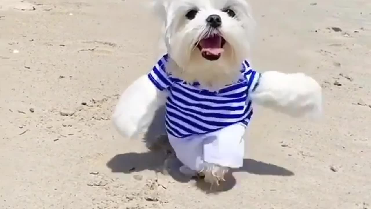 Cute dog