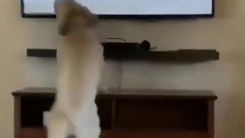 The dog is happy