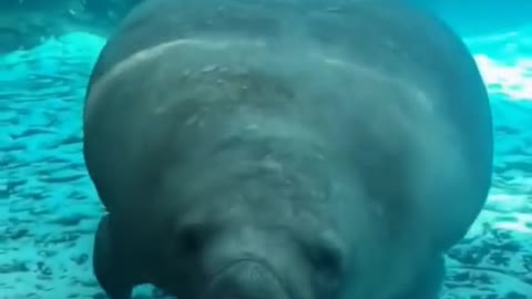 Funny animals
