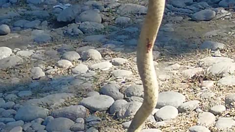 SNAKE KILLED / DEATH / NEAR RIVER