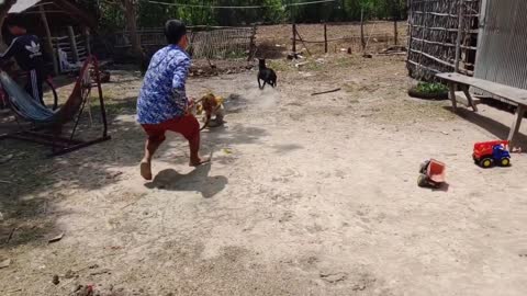 Wow Nice!!! Fake Tiger Prank
