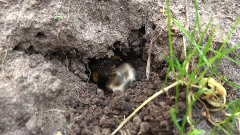 Bumblebees life home building