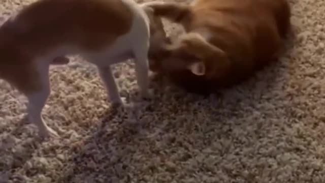 I Love Pets | Does It Ever Drive You Crazy