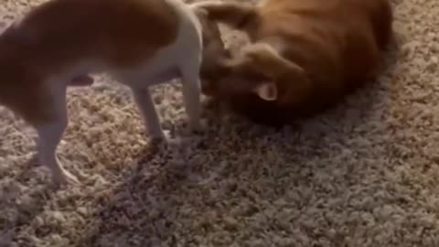 I Love Pets | Does It Ever Drive You Crazy