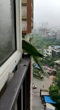 Friendly parrot calling my mom for opening window..