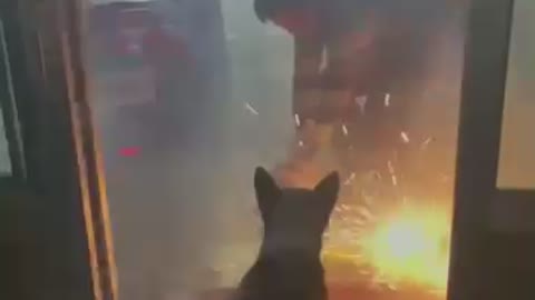 this dog playing firework