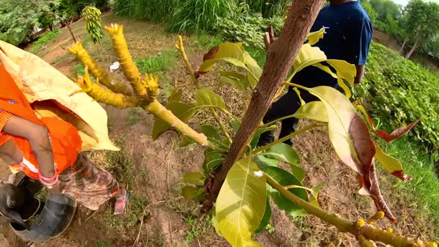 Mango farming