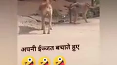 funny Dog v/s monkey video .... funny video