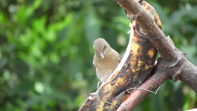 Bird eating fruit